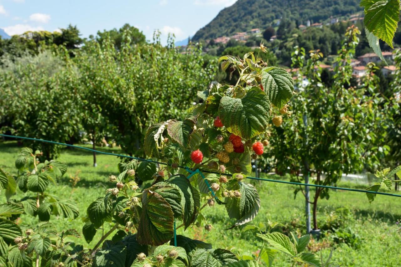 הוילה בלאג'יו Agriturismo Il Colle מראה חיצוני תמונה